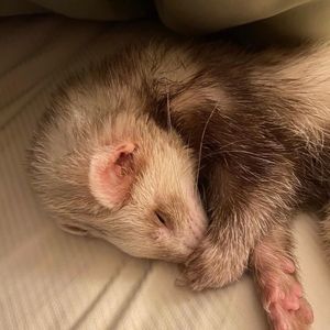 Meet your Posher, Elle